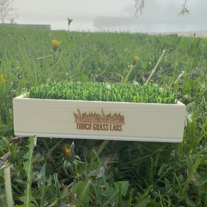 Emotional Support Lawn